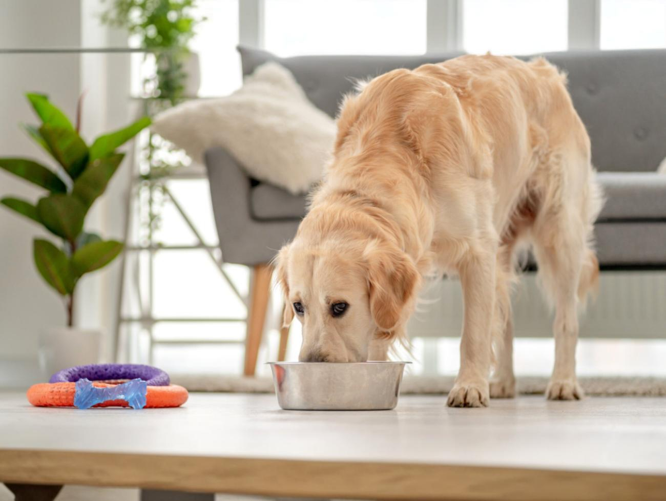 Jaka karma dla labradora