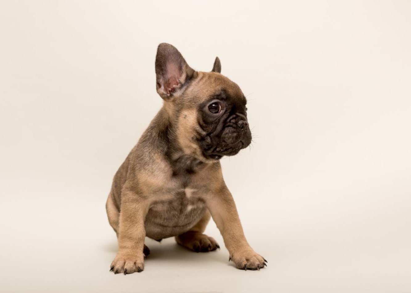 Rasy brachycefaliczne psów - co je wyróżnia?