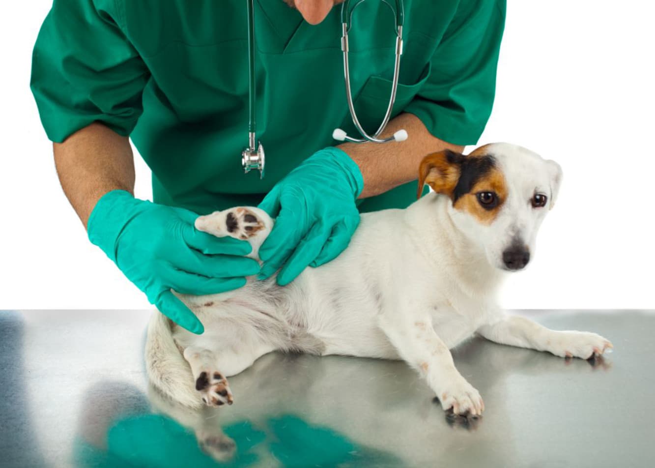 Osteochondroza u psa - czym jest i jak się objawia?