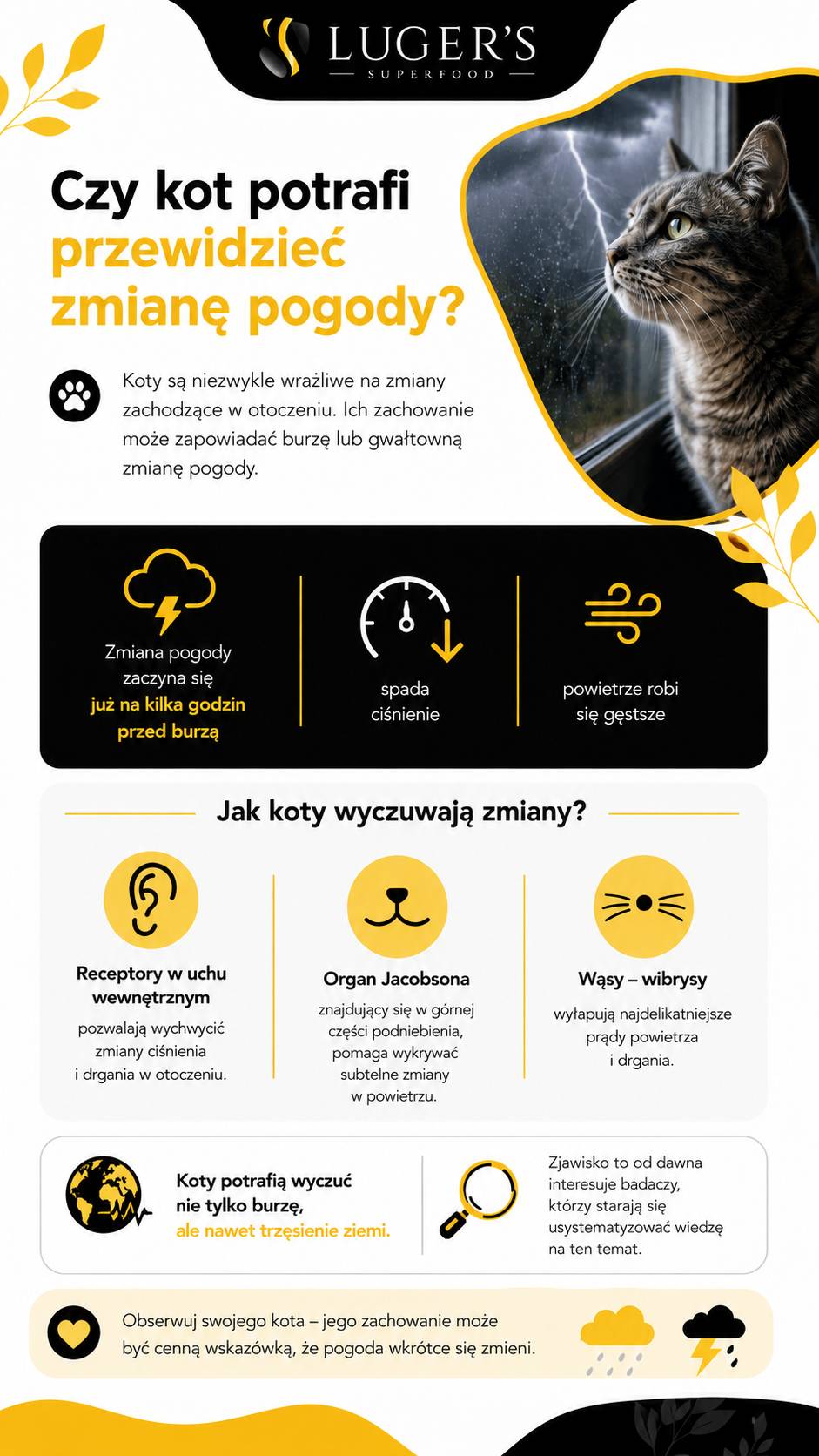 Czy kot boi się burzy