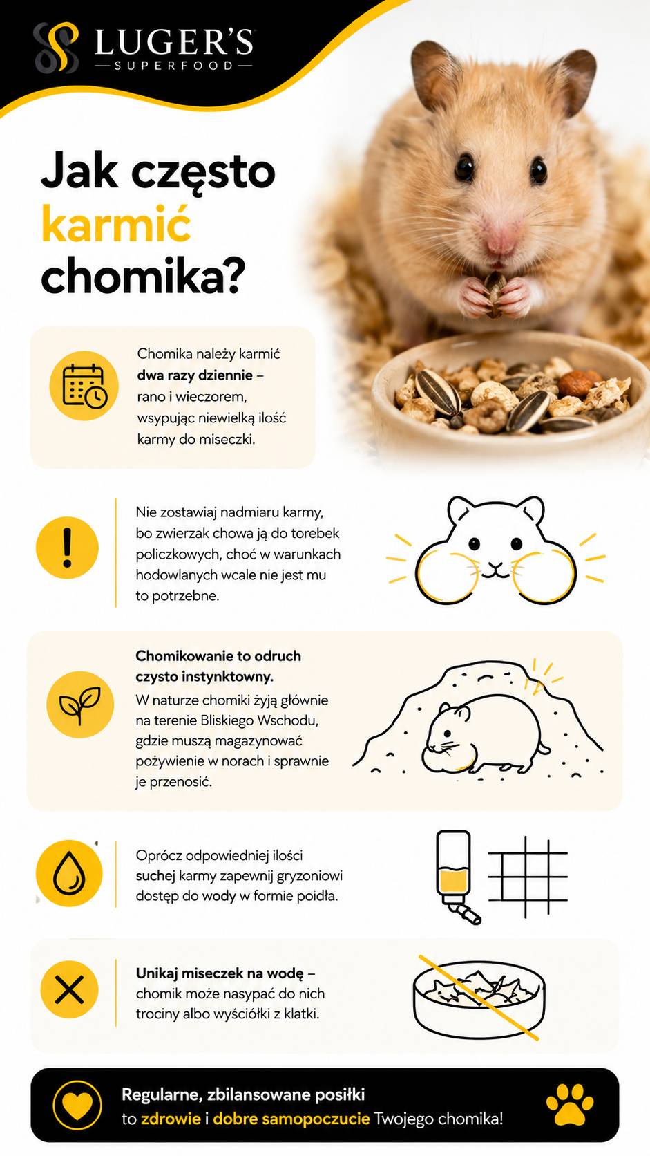 Jak często karmić chomika