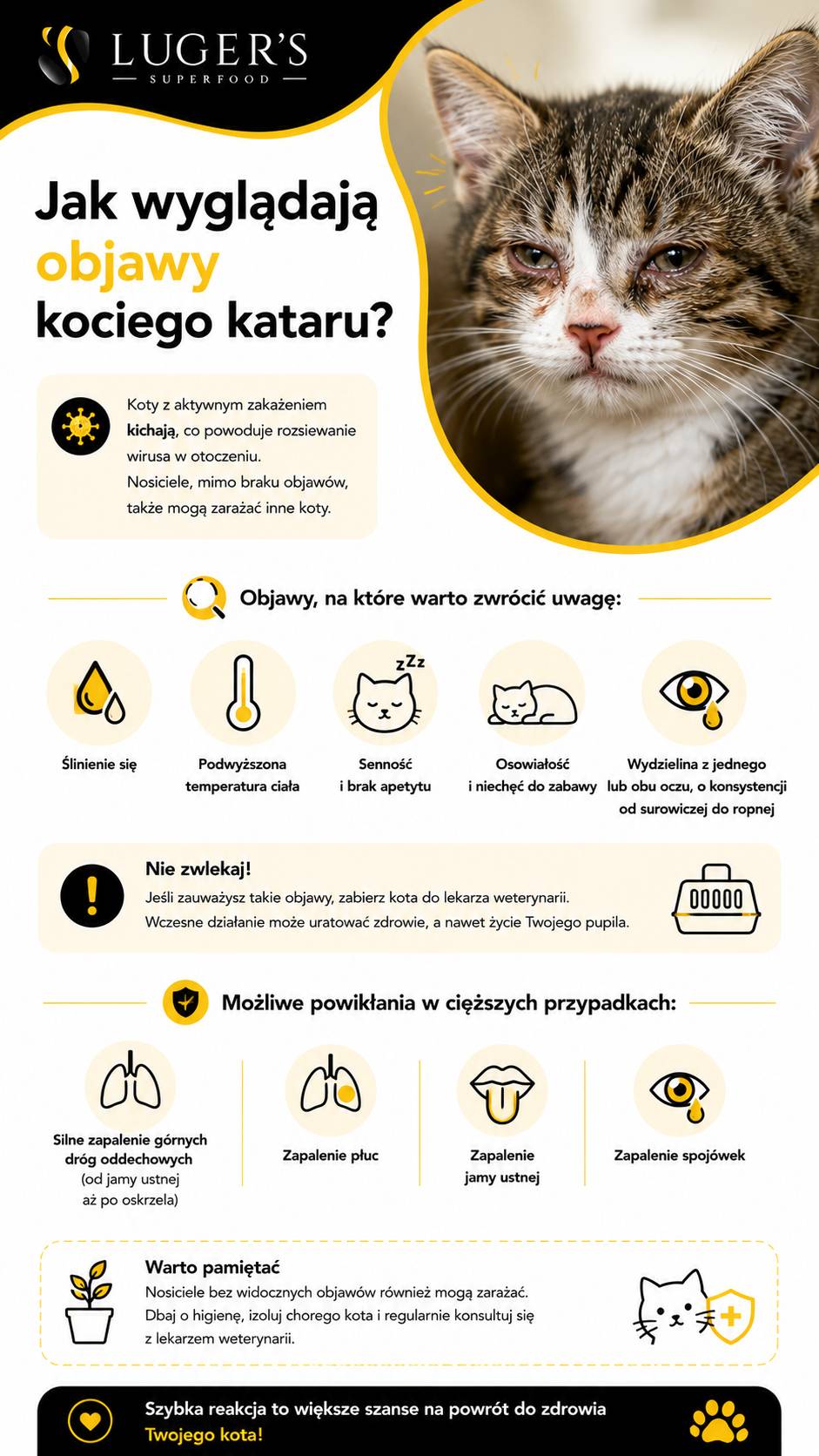 Jak wygląda koci katar?