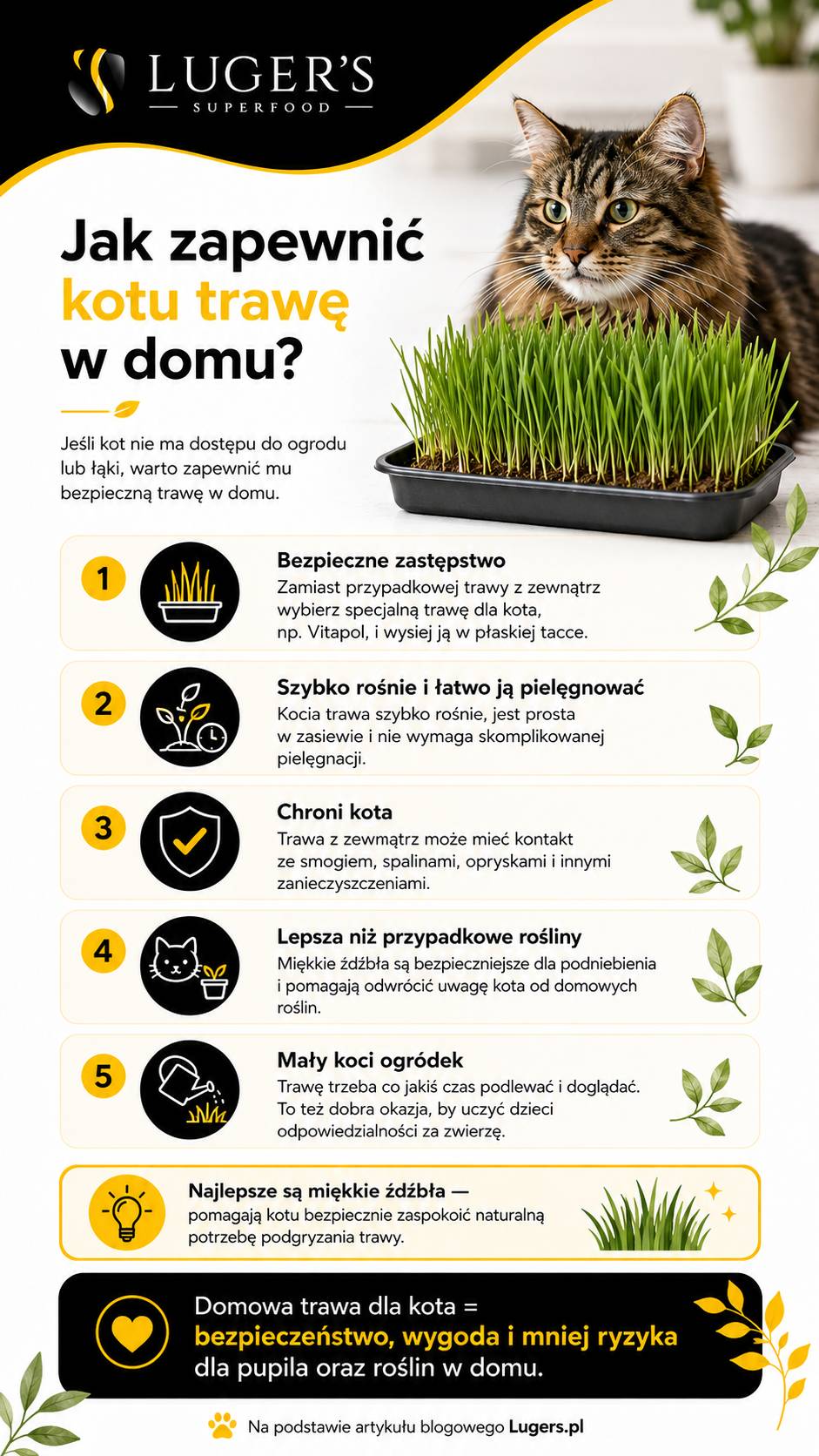 Jak zapewnić kotu trawę w domu?