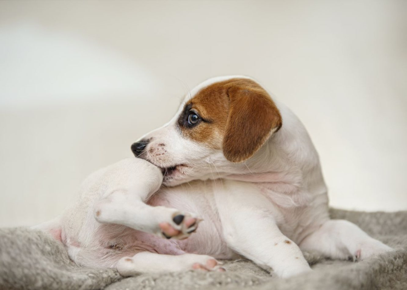 Świerzb u psa – przyczyny, objawy i leczenie