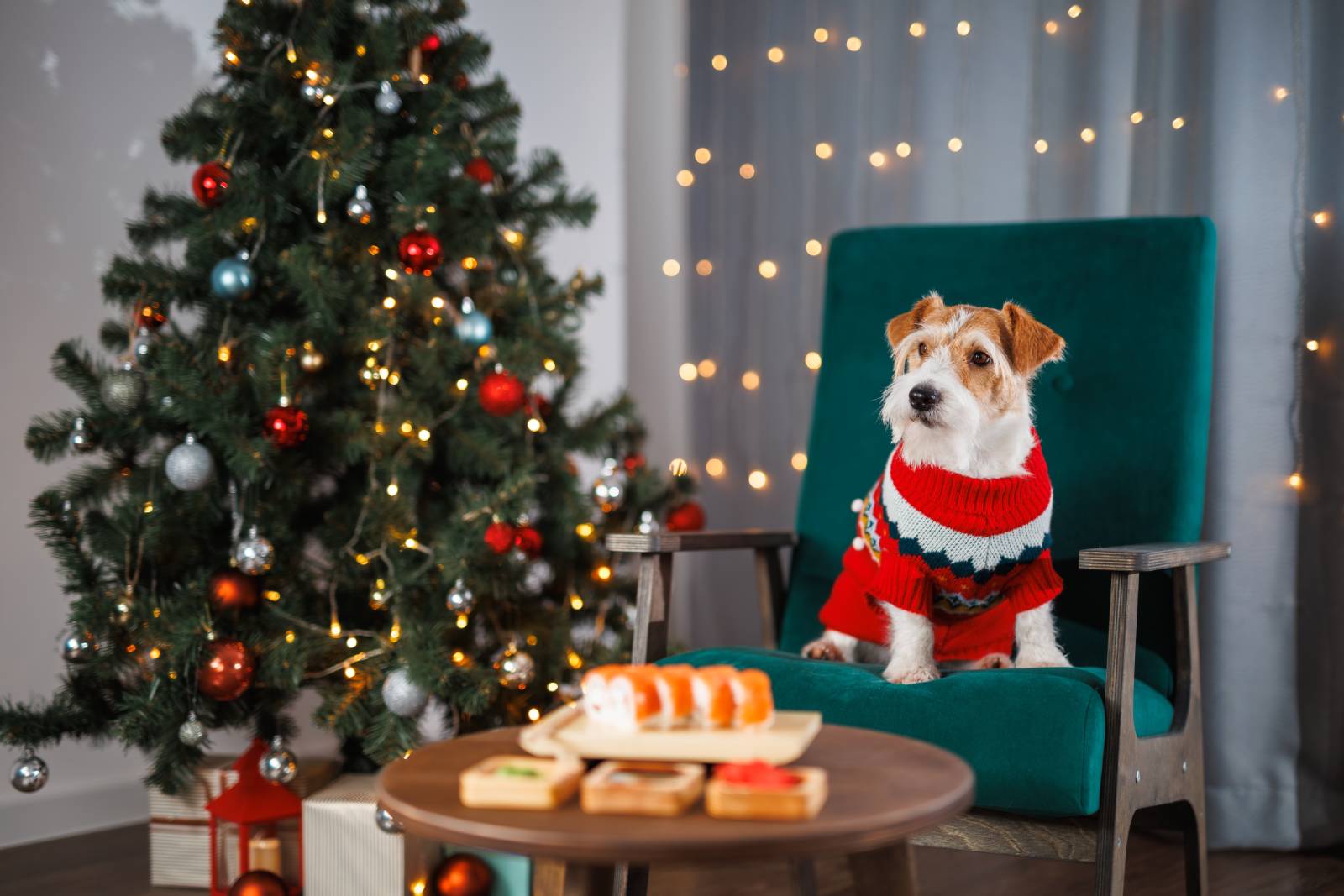 Czy pies może jeść wigilijne potrawy