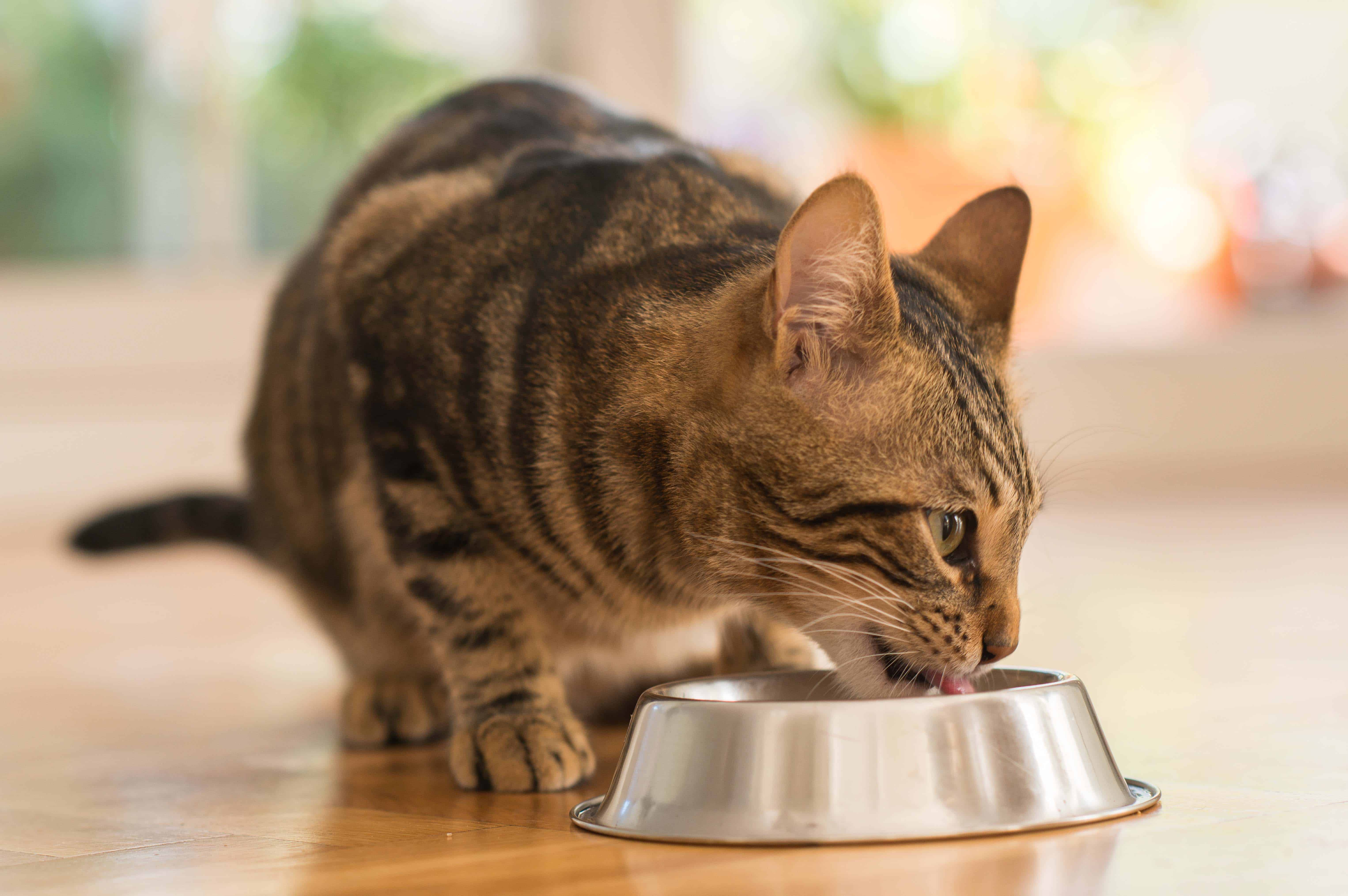 Czy znasz te 5 zasad, których należy przestrzegać w diecie kota?