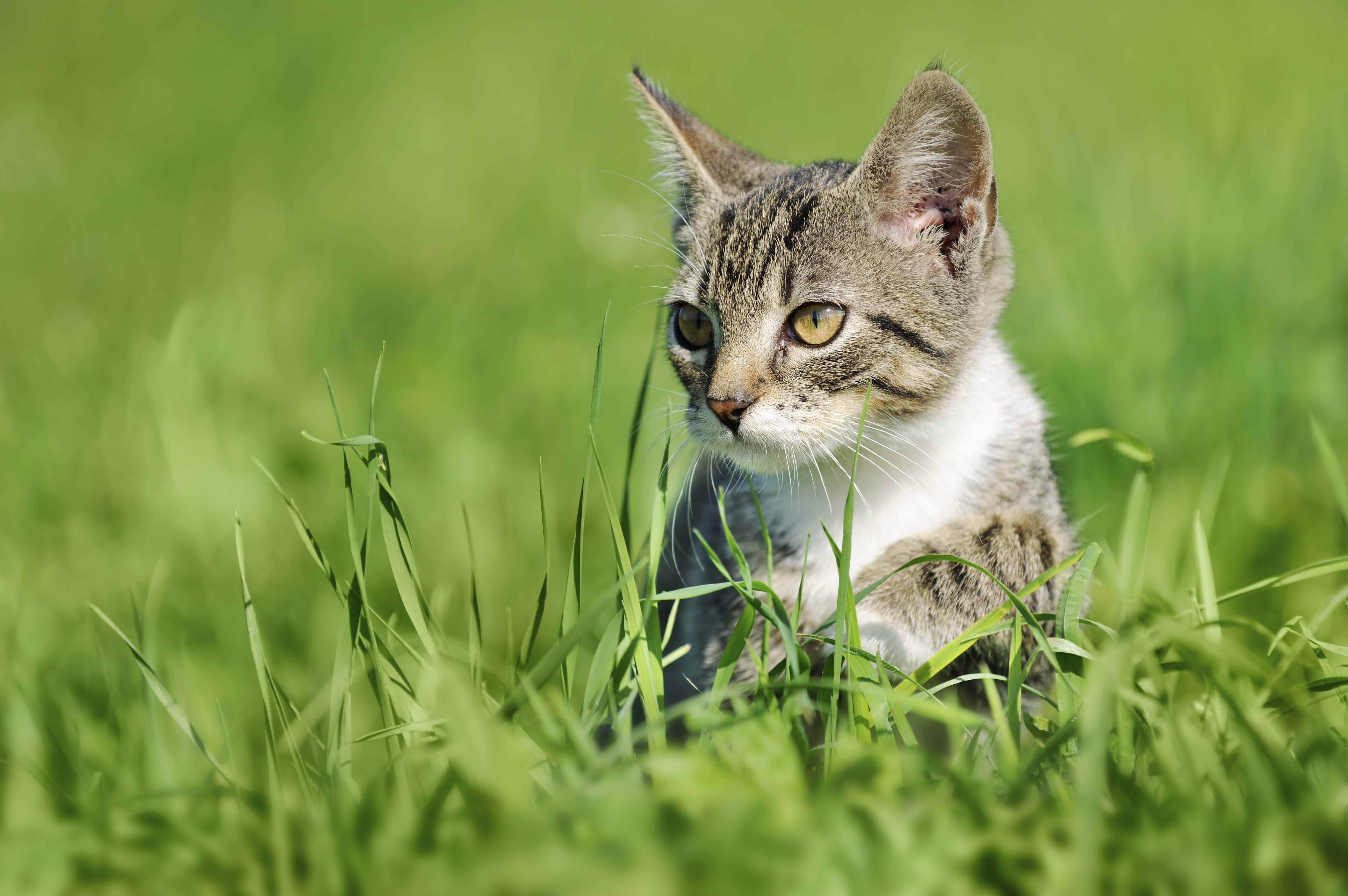 Dlaczego kot je trawę?