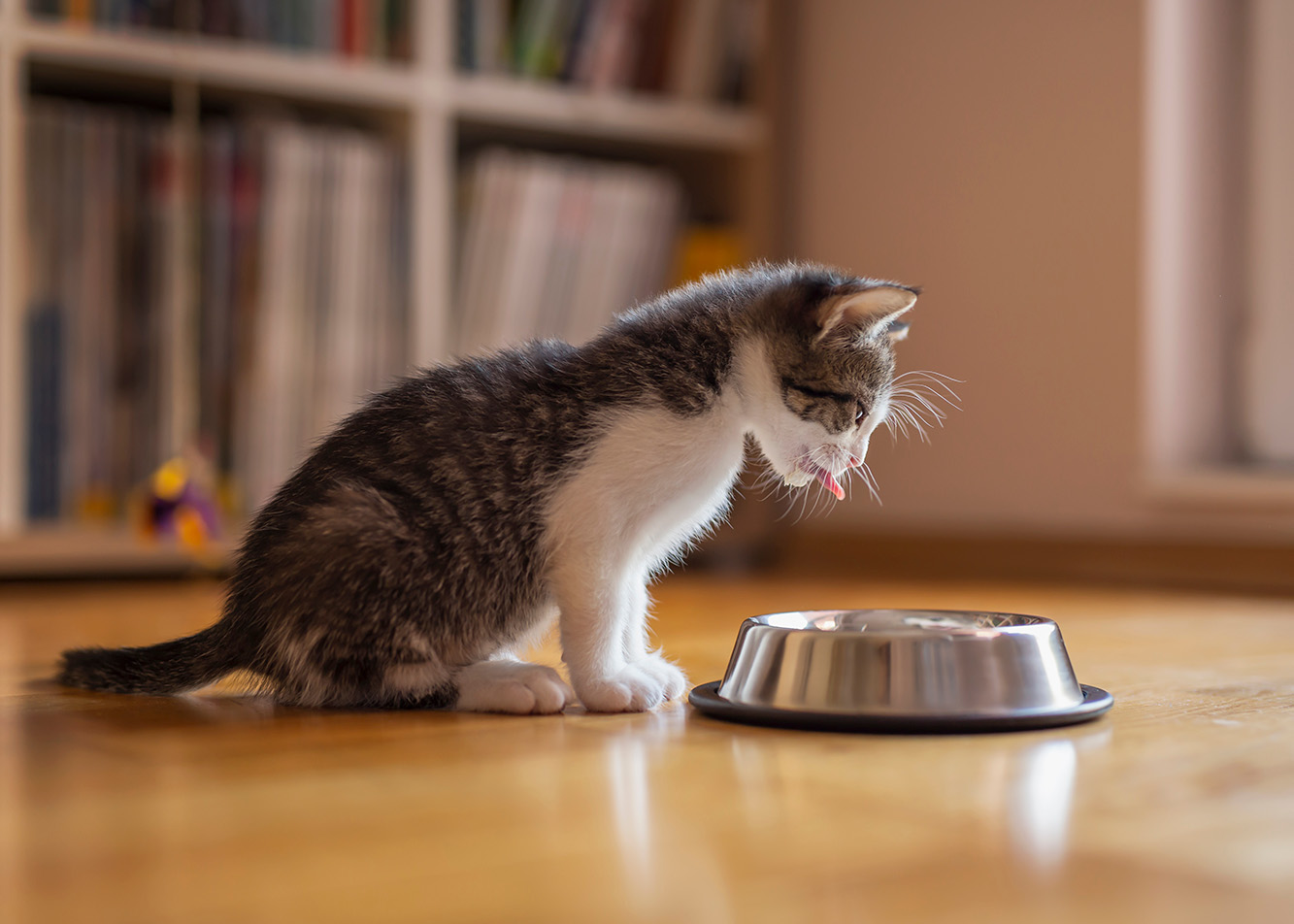 Fakty i mity o żywieniu kota