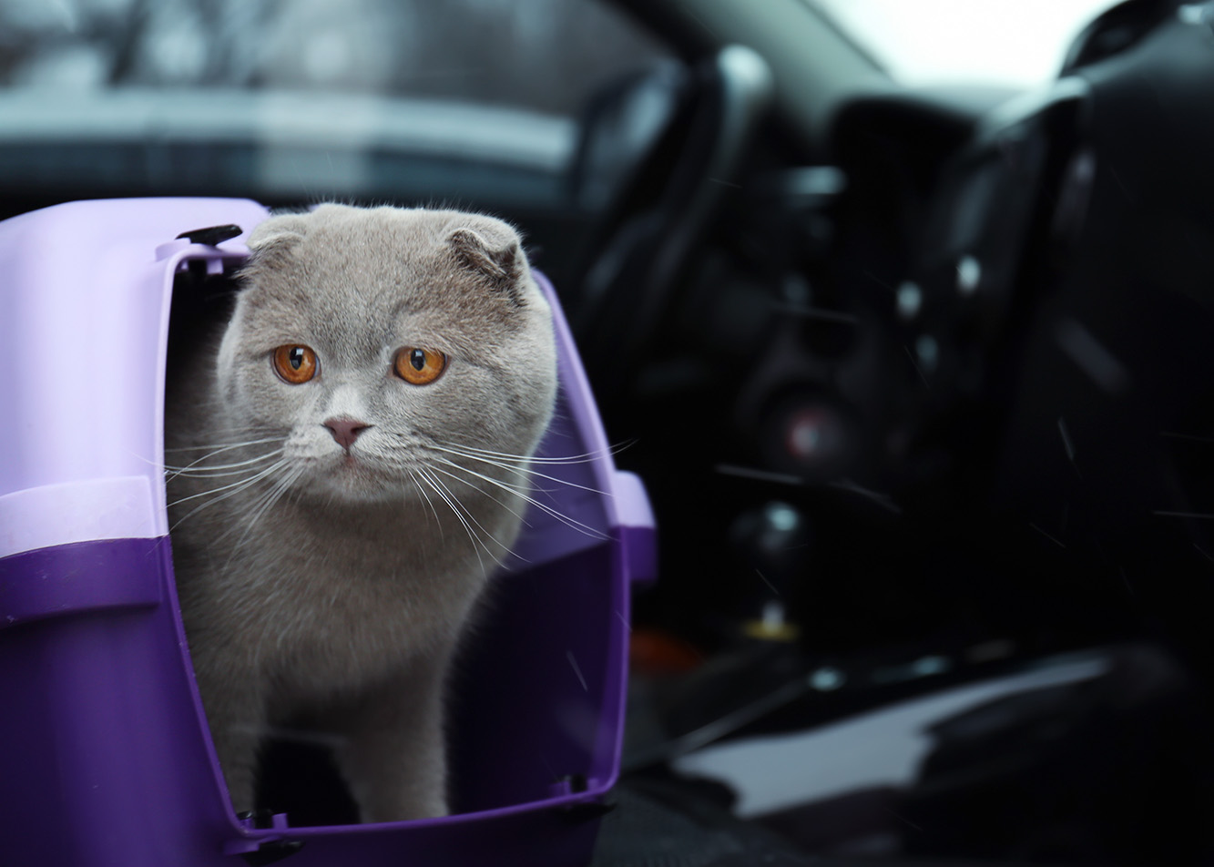 Choroba lokomocyjna u kota – co podać kotu do jedzenia w podróży?