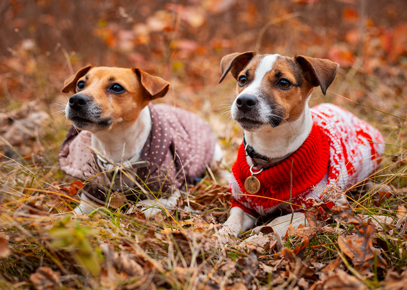 Hipotermia i syndrom zimnego ogona u psa - objawy i leczenie