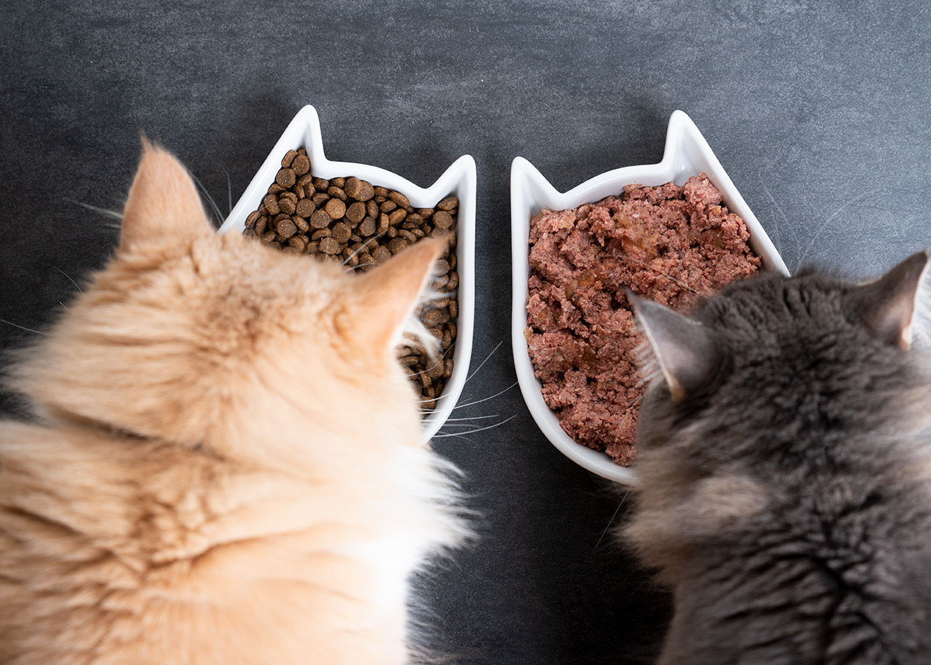 Jaką karmę dla kota wybrać - suchą czy mokrą?