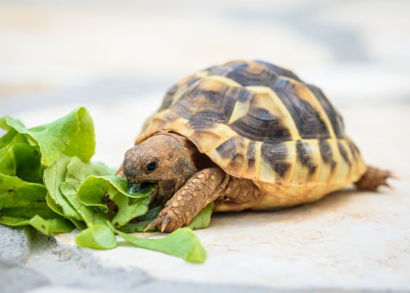 Jak dbać o żółwia domowego? Gatunki, żywienie i warunki do życia