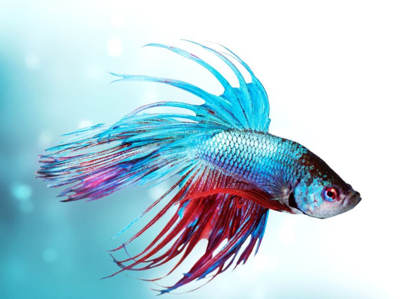 Agresywne ryby akwariowe. Jakie ryby są niebezpieczne w akwarium?