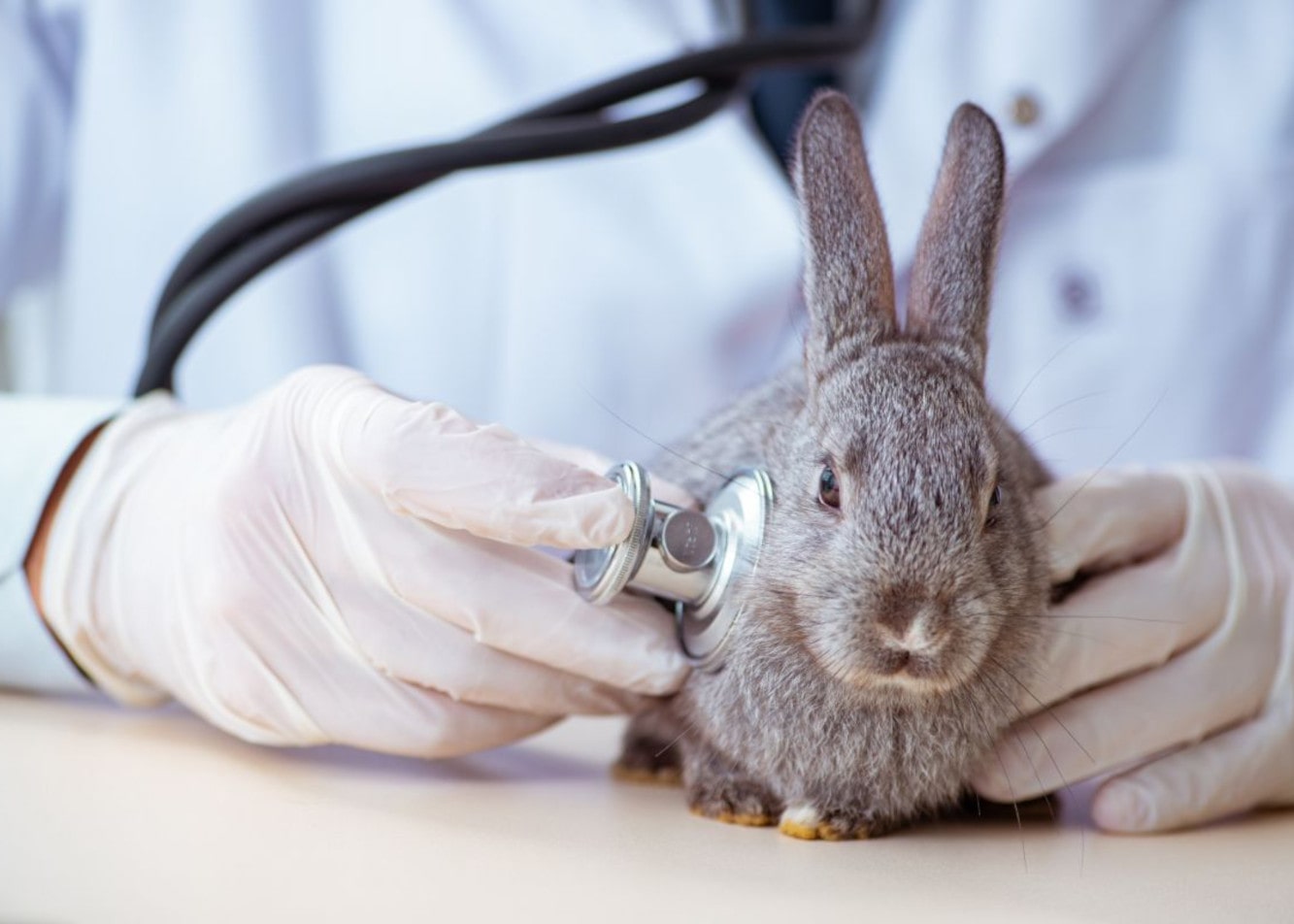 7 najczęściej spotykanych chorób u królików i ich objawy