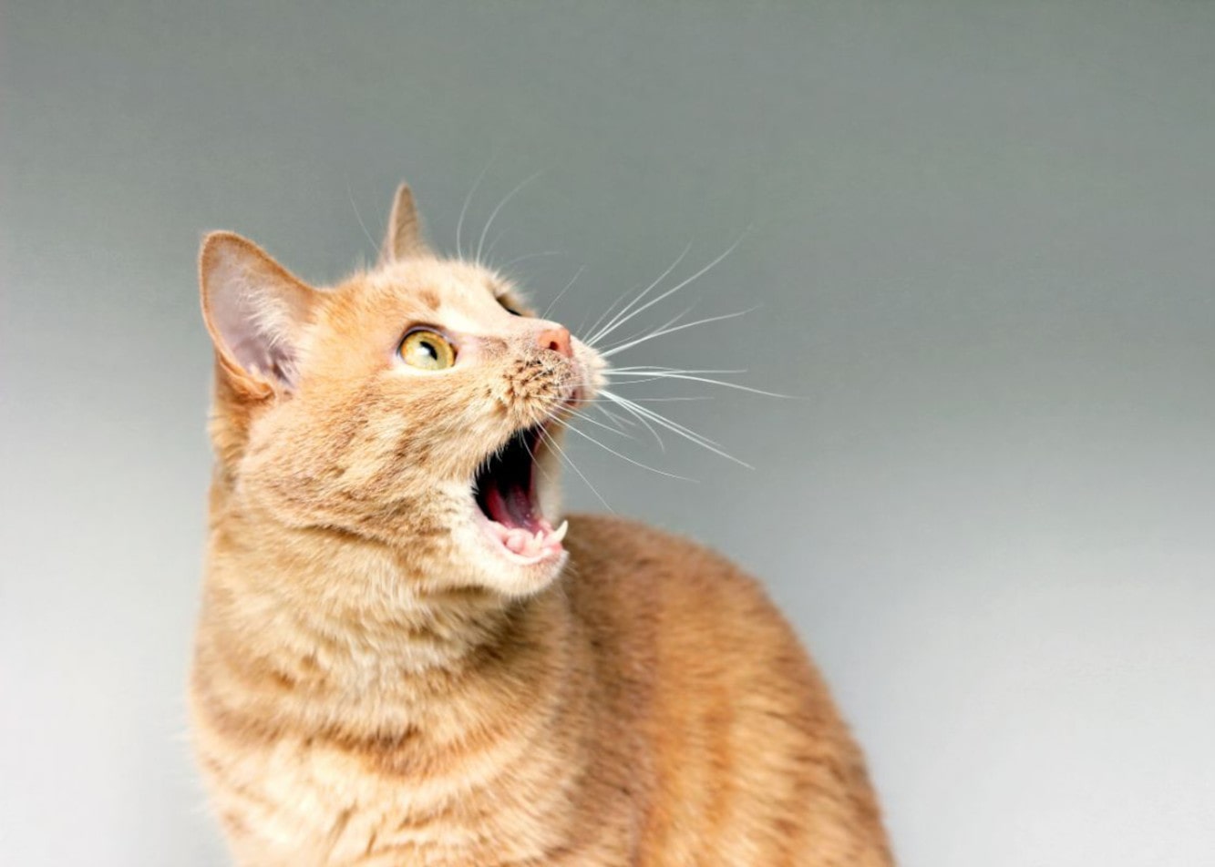 Jakie odgłosy wydaje kot?