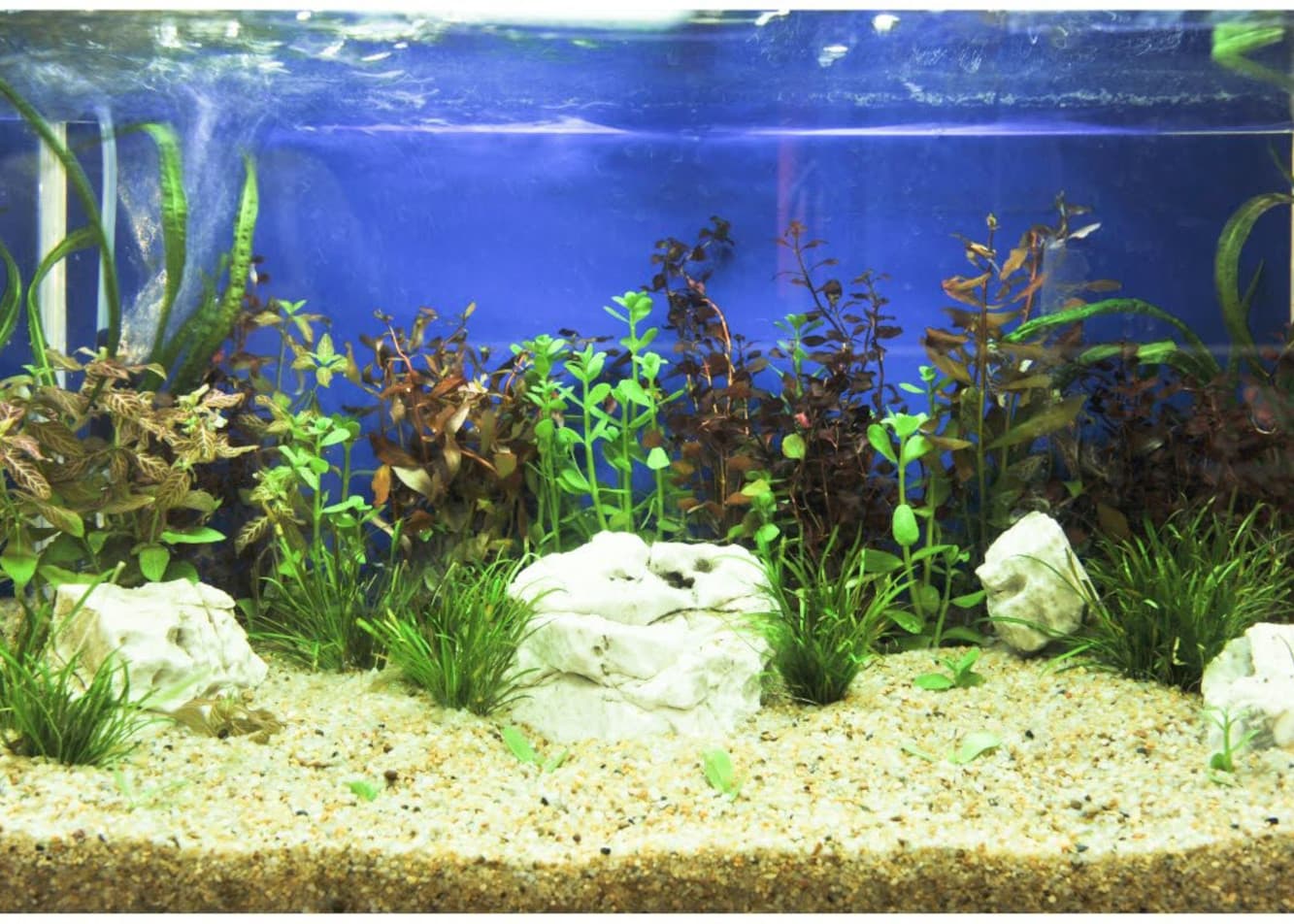 Kryptokoryna do akwarium. Jak o nią dbać?