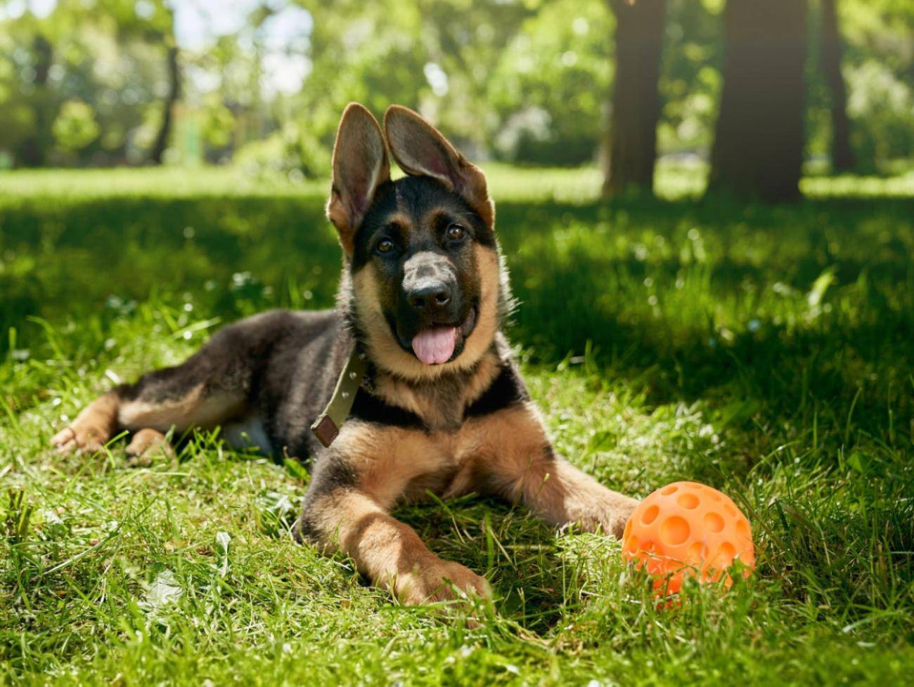Jakie zabawy z owczarkiem niemieckim? Jakie aktywności są dla niego najlepsze?