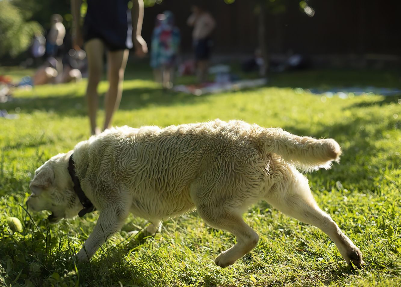 Jak pielęgnować sierść golden retrievera, aby była lśniąca i zdrowa?