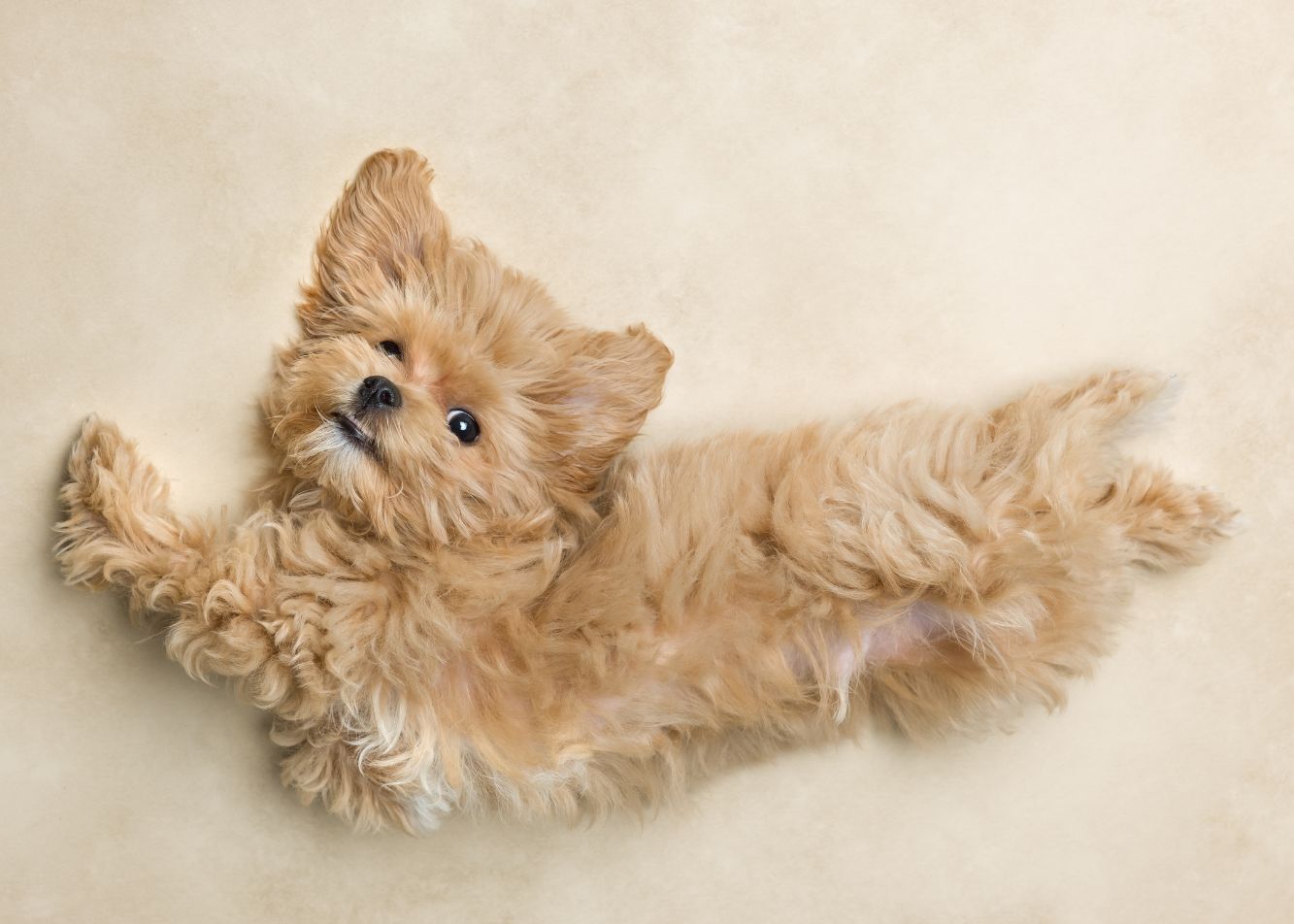 Jak właściwie zadbać o sierść psa rasy Maltipoo?