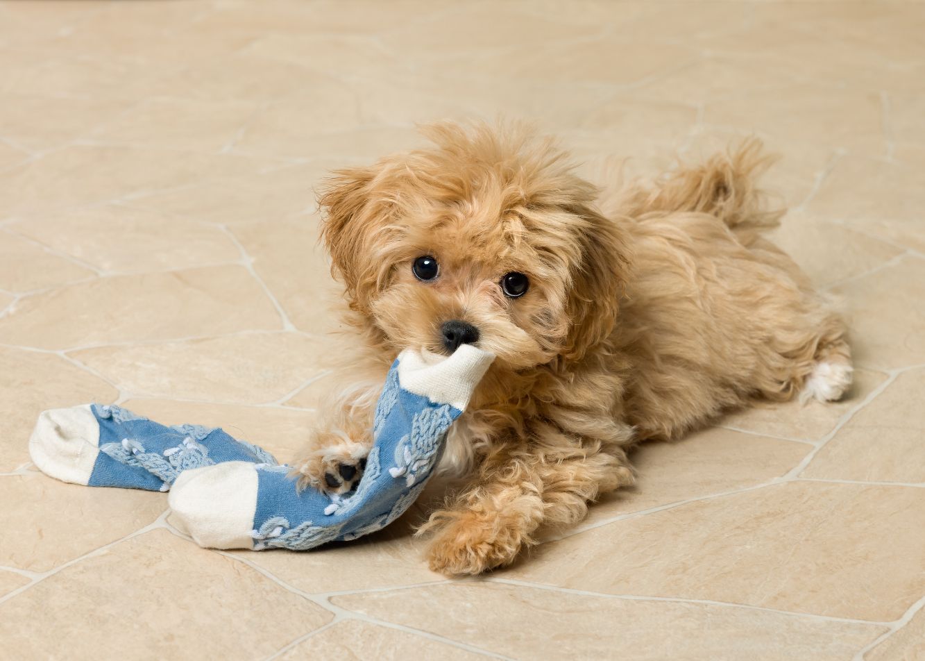 Jakie zabawy z Maltipoo? Co najlepiej rozwija jego umiejętności?