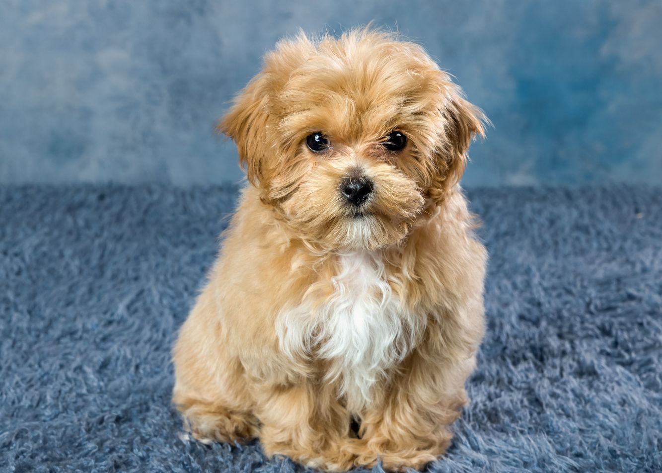 Najlepsza karma dla Maltipoo. Jaką powinien kupować właściciel?
