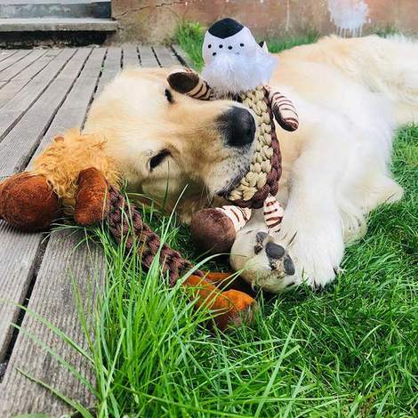 DUVO+ Zabawka dla psa szarpak ring Tygrys